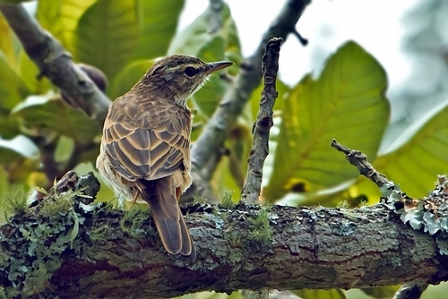 Wood Pipit (Anthus nyassae), photo 3