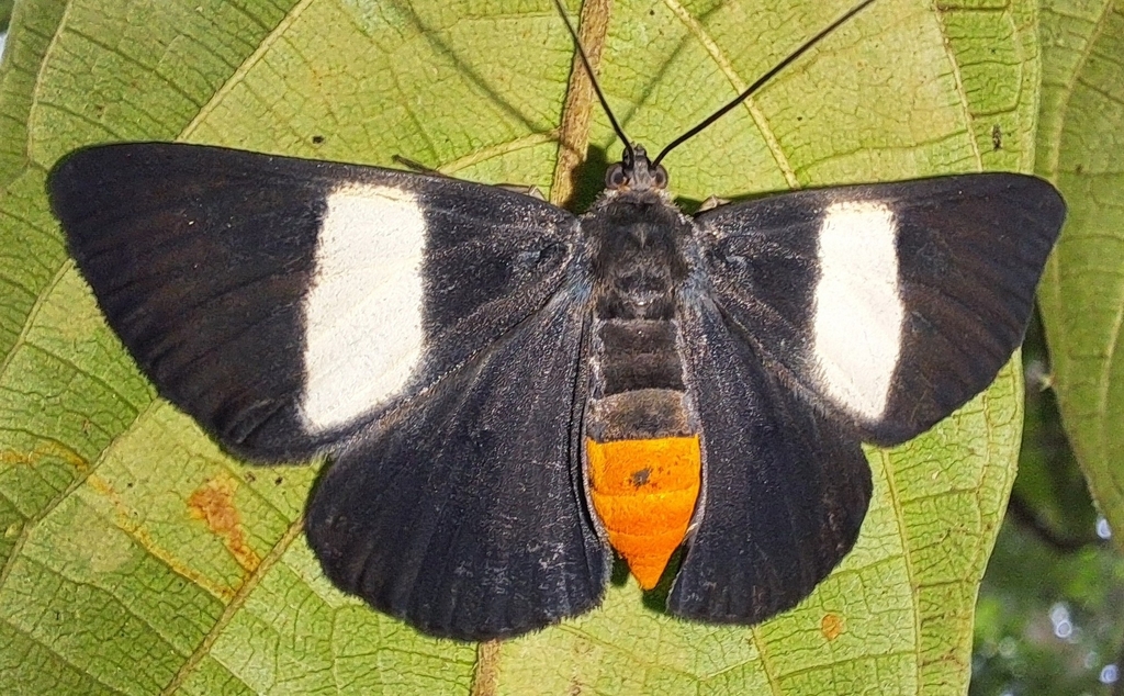 Craspedosis affinis (Craspedosis affinis)