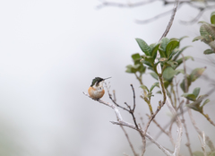 Chaetocercus astreans