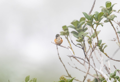 Chaetocercus astreans