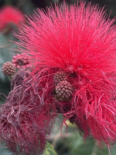 Calliandra haematocephala