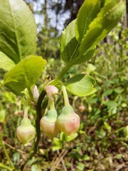 Heidelbeere (Vaccinium myrtillus): Herkunft und Verwendung — Foto 3