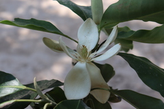 Magnolia pacifica