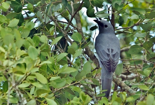 iNaturalist image