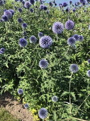 Echinops ritro