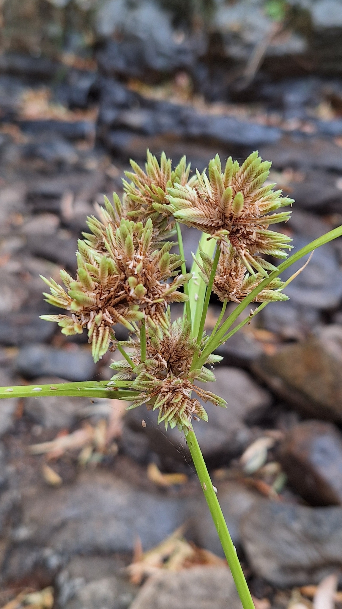 Cyperus eragrostis