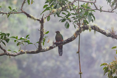 Pharomachrus fulgidus