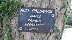 Acer oblongum