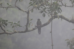 Pharomachrus fulgidus