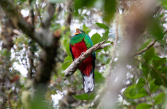 Pharomachrus fulgidus