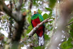 Pharomachrus fulgidus