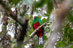 Pharomachrus fulgidus