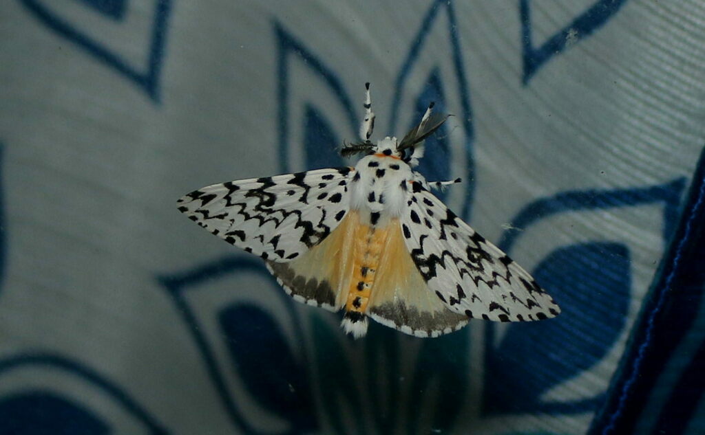 Lymantria todara