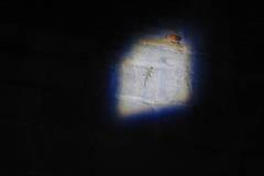 Hemidactylus platyurus