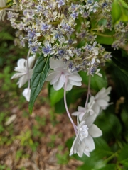 Hydrangeaceae