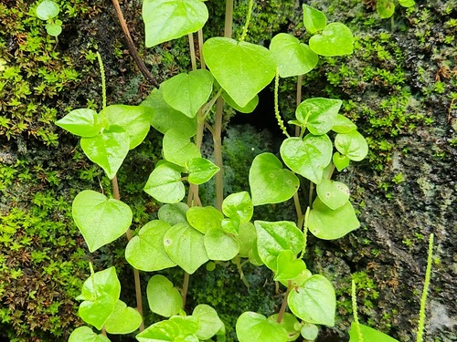 Peperomia pellucida