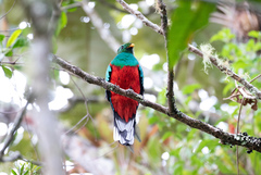 Pharomachrus fulgidus