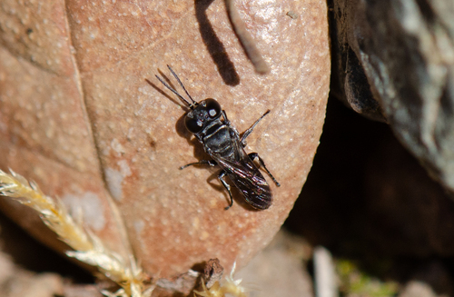 Pisonopsis, 2025-02-14
