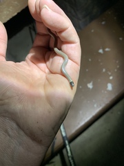 Tantilla hobartsmithi