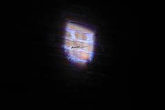 Hemidactylus platyurus