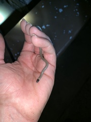 Tantilla hobartsmithi