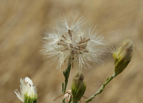 Image of Vittadinia gracilis by (c) William Harland, some rights reserved (CC BY)