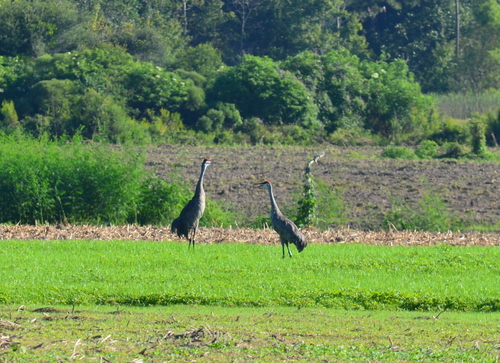 Mississippi Sandhill Crane photographed in Mississippi