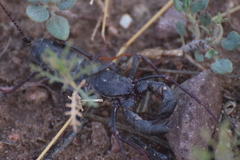 Mastigoproctus tohono