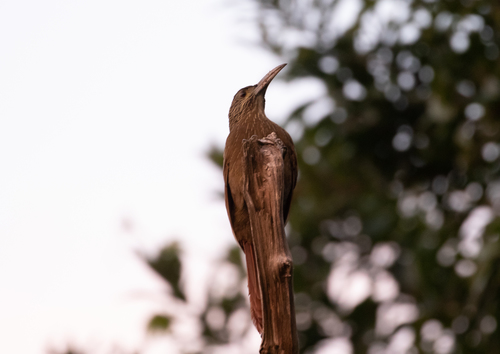 Strong-billed Woodcreeper (Xiphocolaptes promeropirhynchus), photo 10