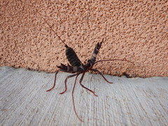 Mastigoproctus tohono