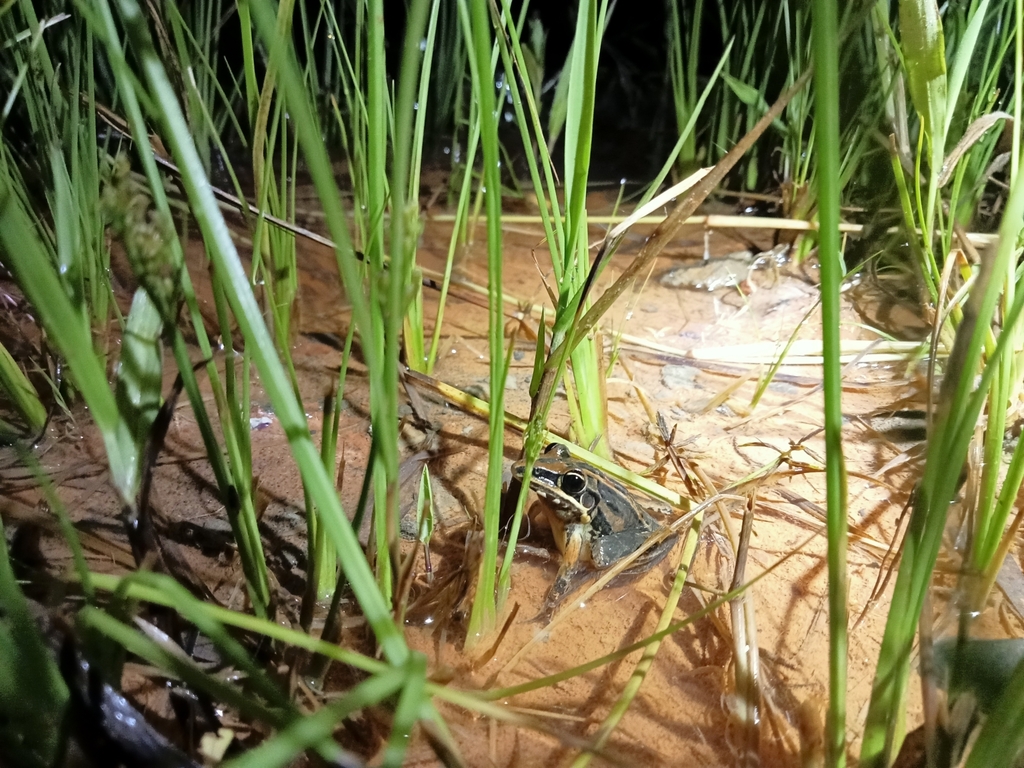 Rocket Frog (Litoria nasuta)