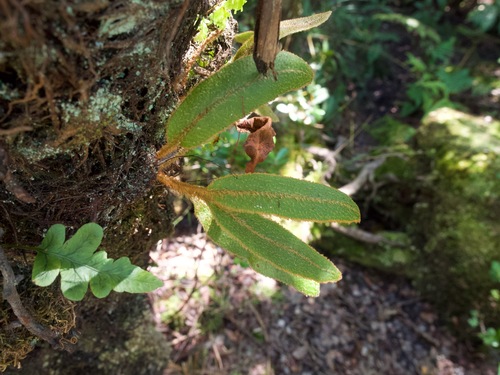 Elaphoglossum paleaceum observed 2025-02-14