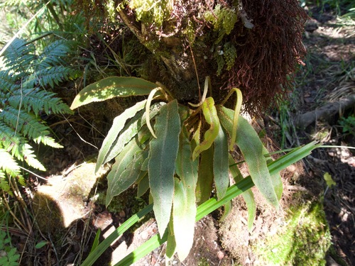Elaphoglossum paleaceum observed 2025-02-14