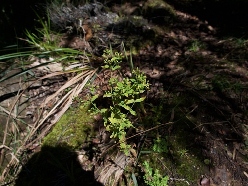 Hypericum mutilum observed 2025-02-14