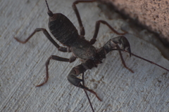 Mastigoproctus tohono