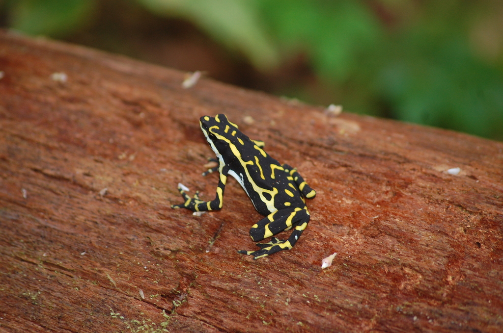 Upper Amazon Stubfoot Toad