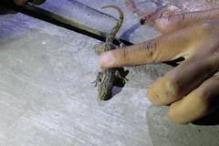 Hemidactylus frenatus