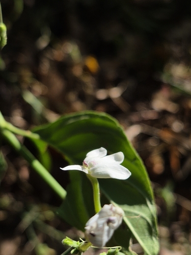 Image of Rhinacanthus nasutus by (c) Siya ul haque, some rights reserved (CC BY)