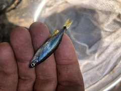 Pteronotropis hypselopterus