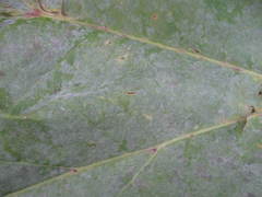 Erysiphe heraclei