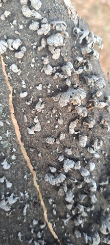 Schizophyllum commune