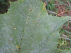 Erysiphe heraclei