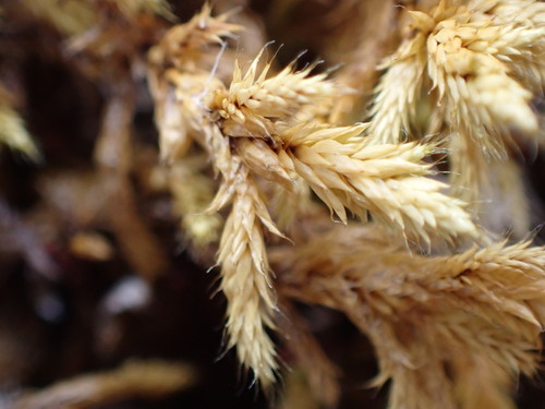 Image of Rhacocarpus purpurascens by (c) Leon Perrie, some rights reserved (CC BY)