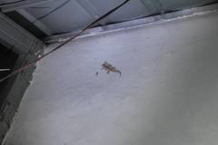 Hemidactylus frenatus