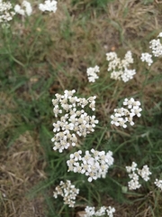Achillea millefolium