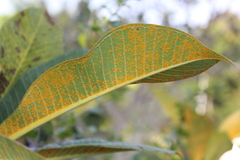 Coleosporium plumeriae