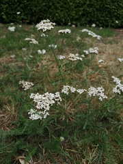 Achillea millefolium
