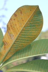 Coleosporium plumeriae