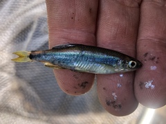 Pteronotropis hypselopterus