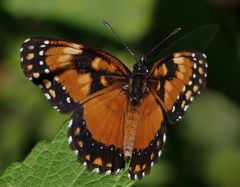 Chlosyne lacinia saundersi